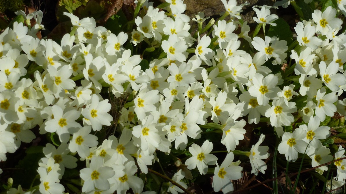 Spring arrived and Winter&nbsp;returned